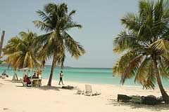 Palmen am Strand von Negril